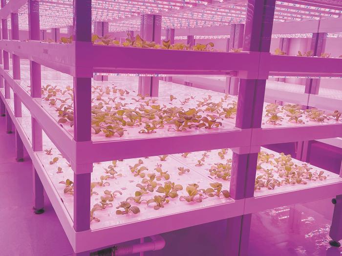 在物美植物工廠里，通過LED燈的照射，蔬菜散發(fā)勃勃生機(jī)。受訪者供圖